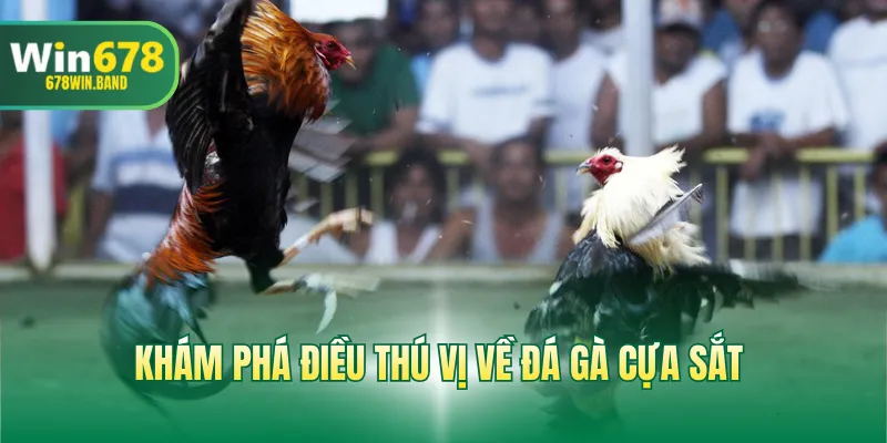 Khám phá điều thú vị về đá gà cựa sắt 